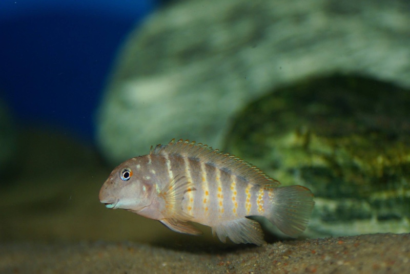 Eretmodus marksmithi 'Mzungu Beach'